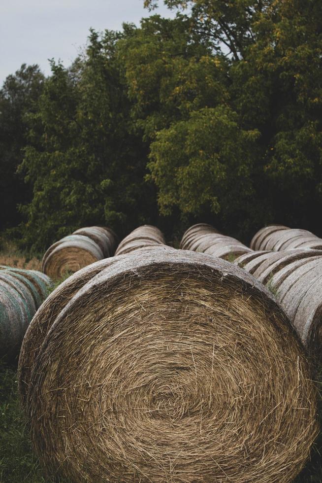 brown hay bales photo