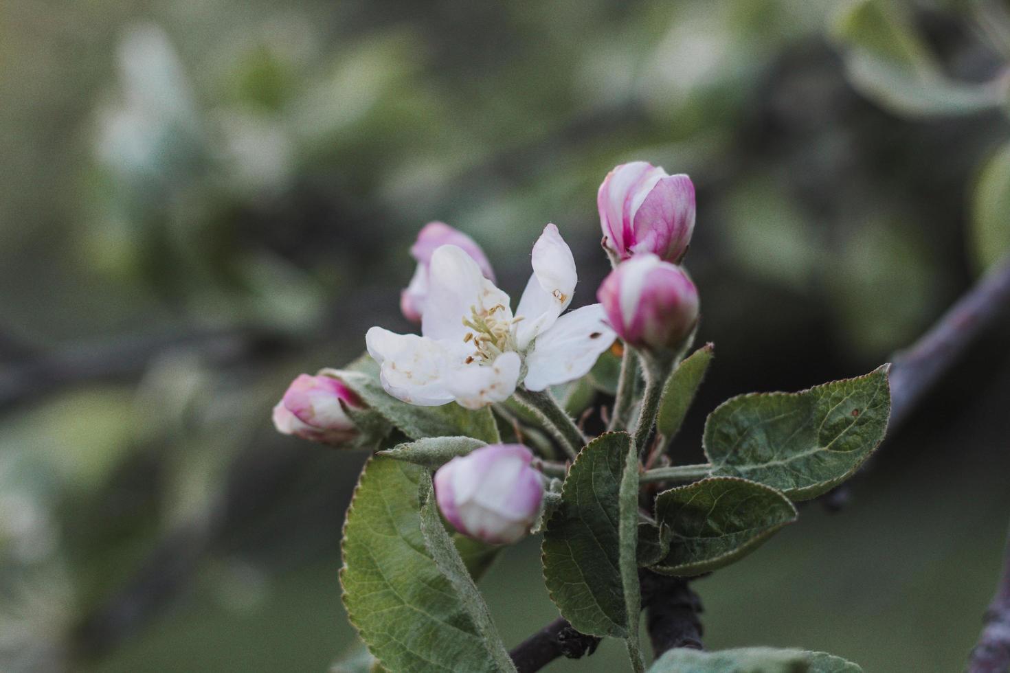 flor blanca y rosa en lente de cambio de inclinación foto