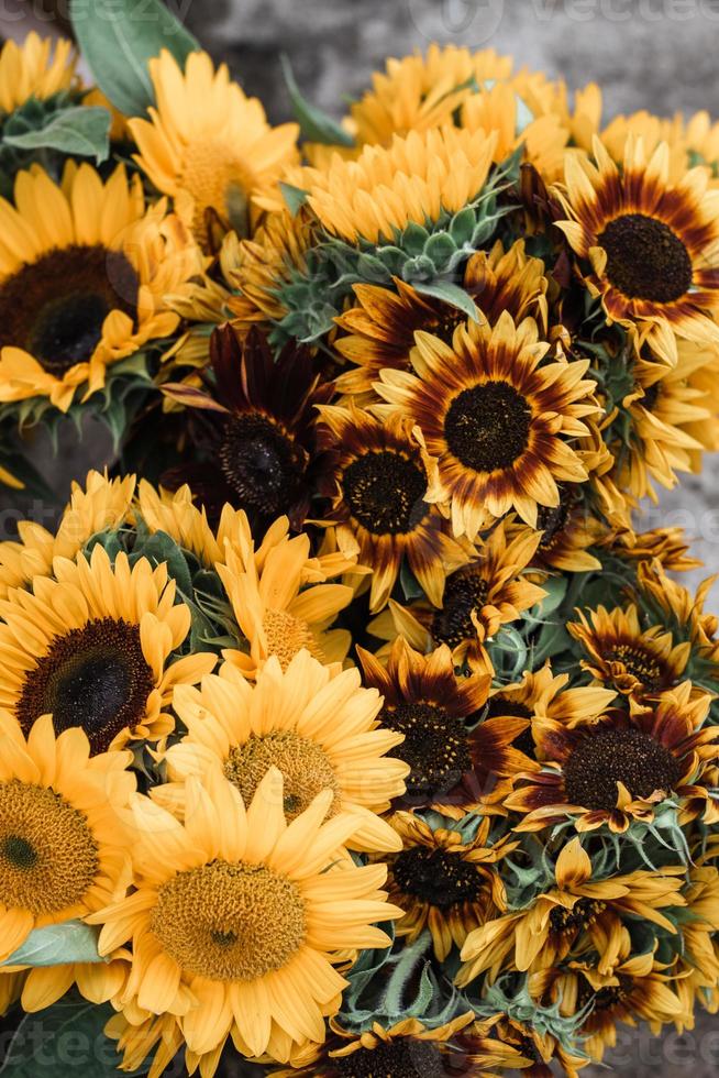 macro photography of yellow sunflowers photo