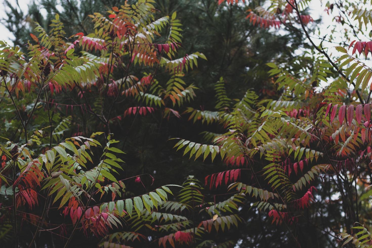 sumac leaves in fall photo