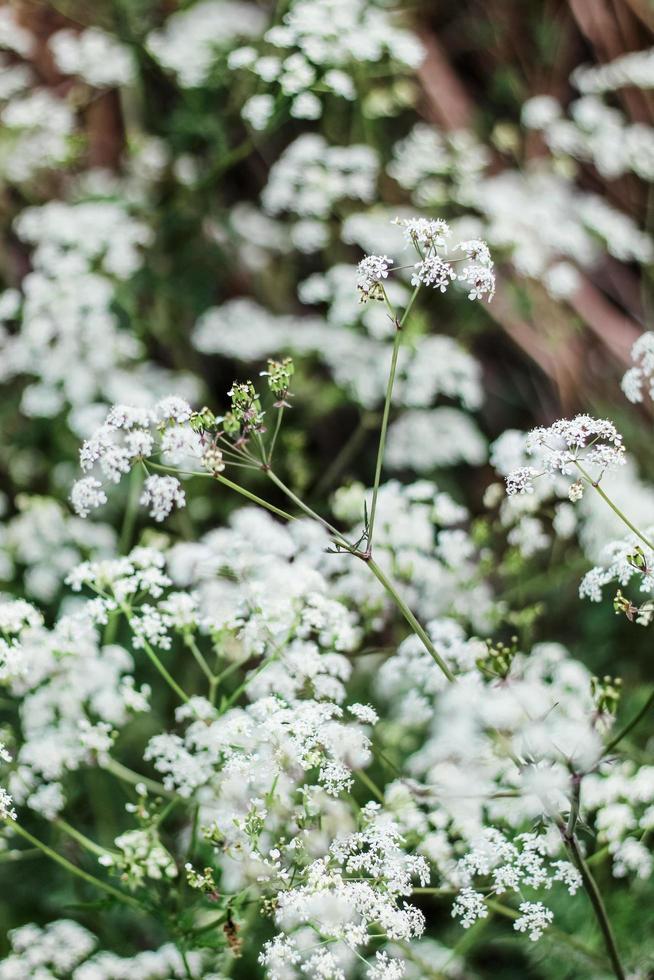 white petaled flower photo