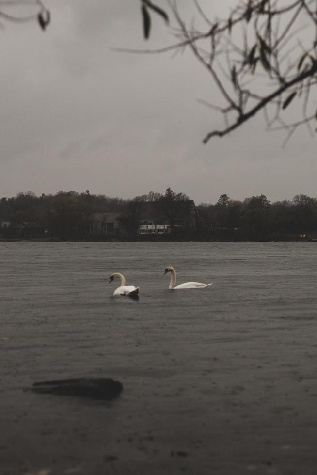 white swan on water during daytime photo