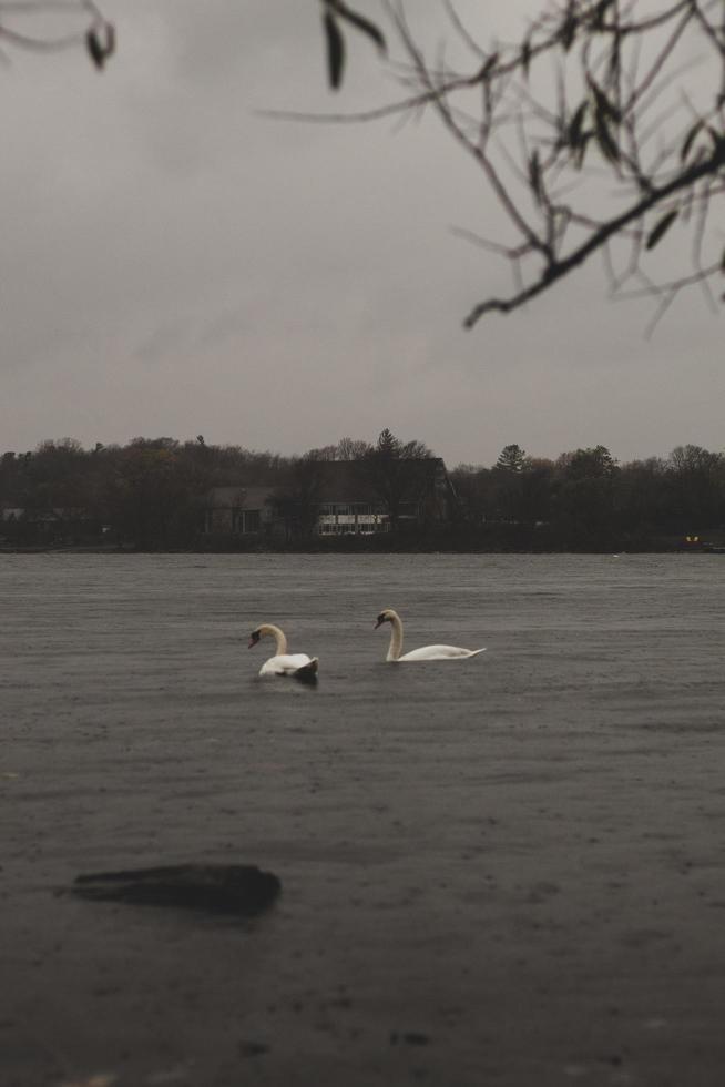 cisne blanco en el agua durante el día foto