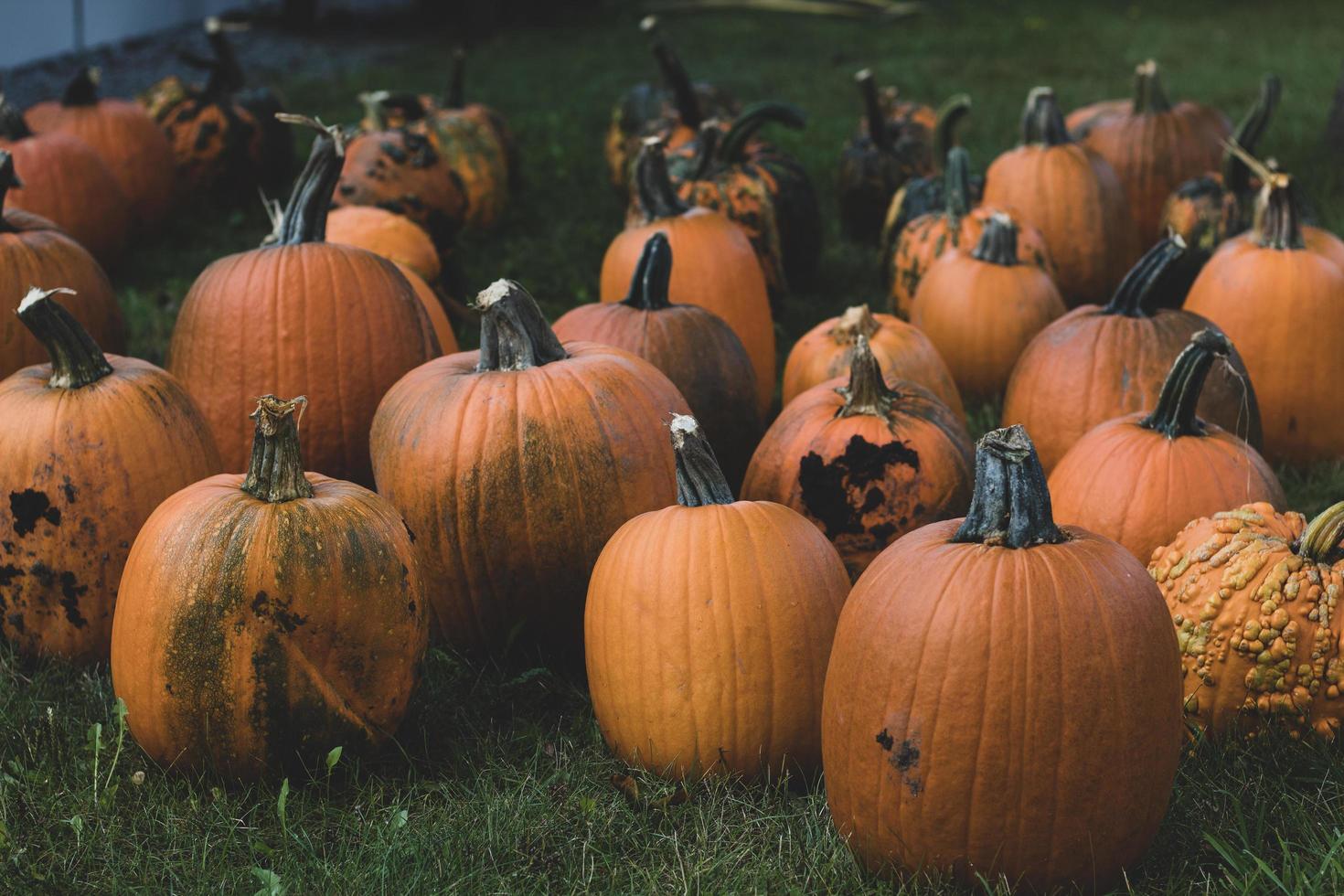 calabazas en la hierba durante el día. foto