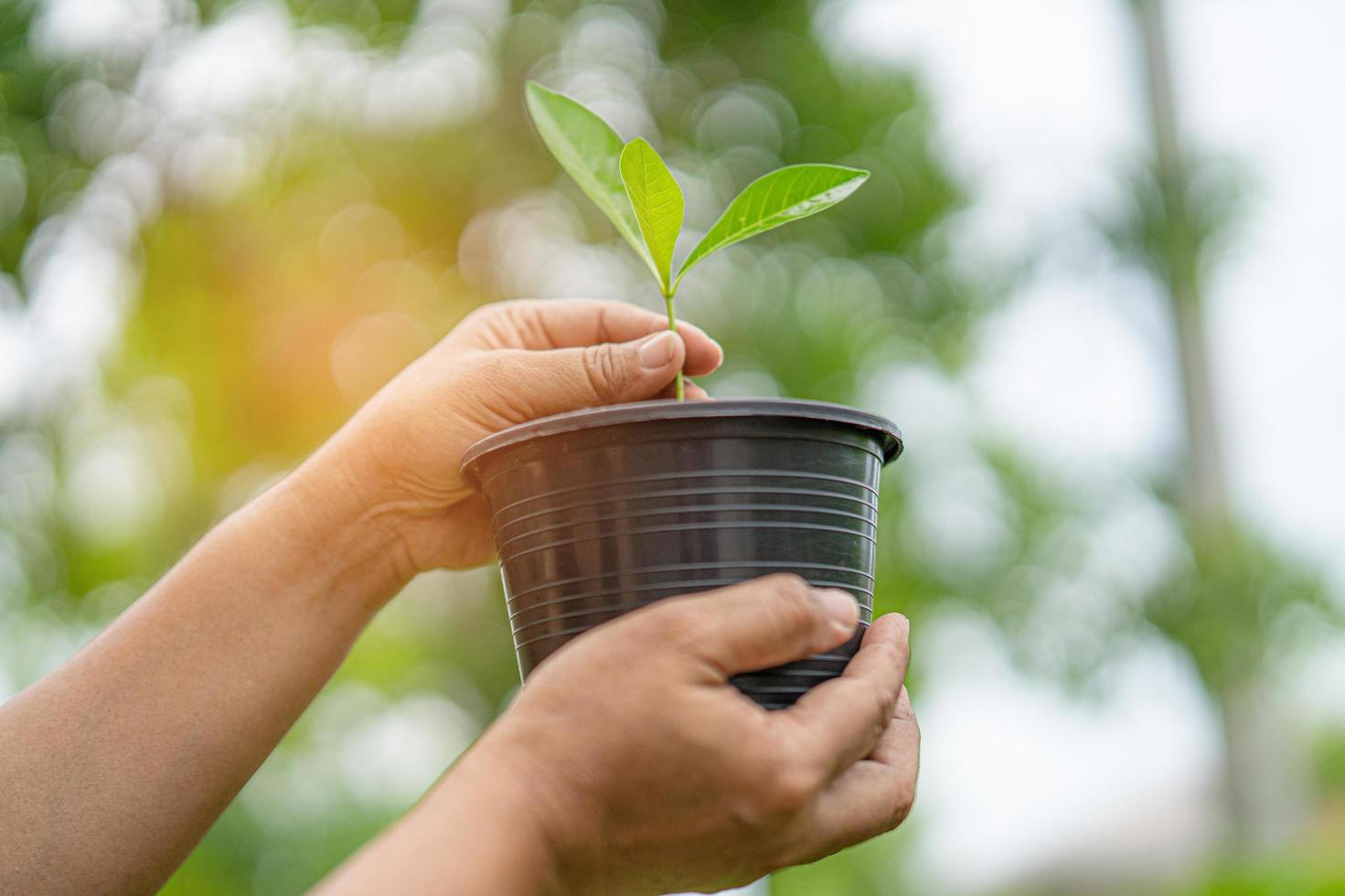 Plant a tree in flowerpot concept of save earth and the environment world earth day photo