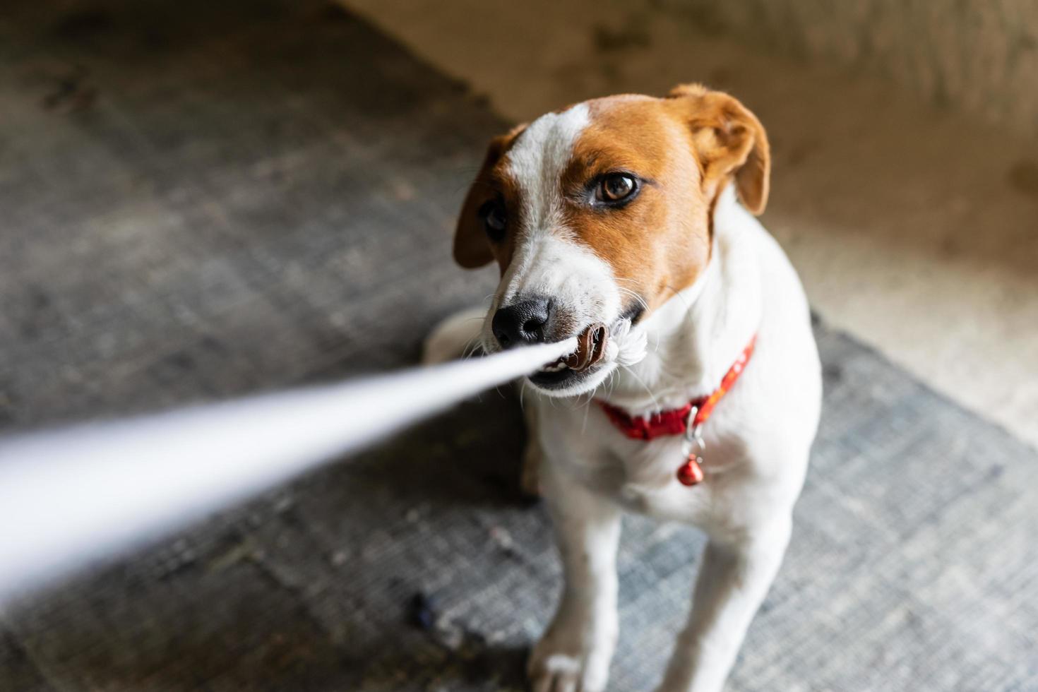 Jack Russell perro jugando foto