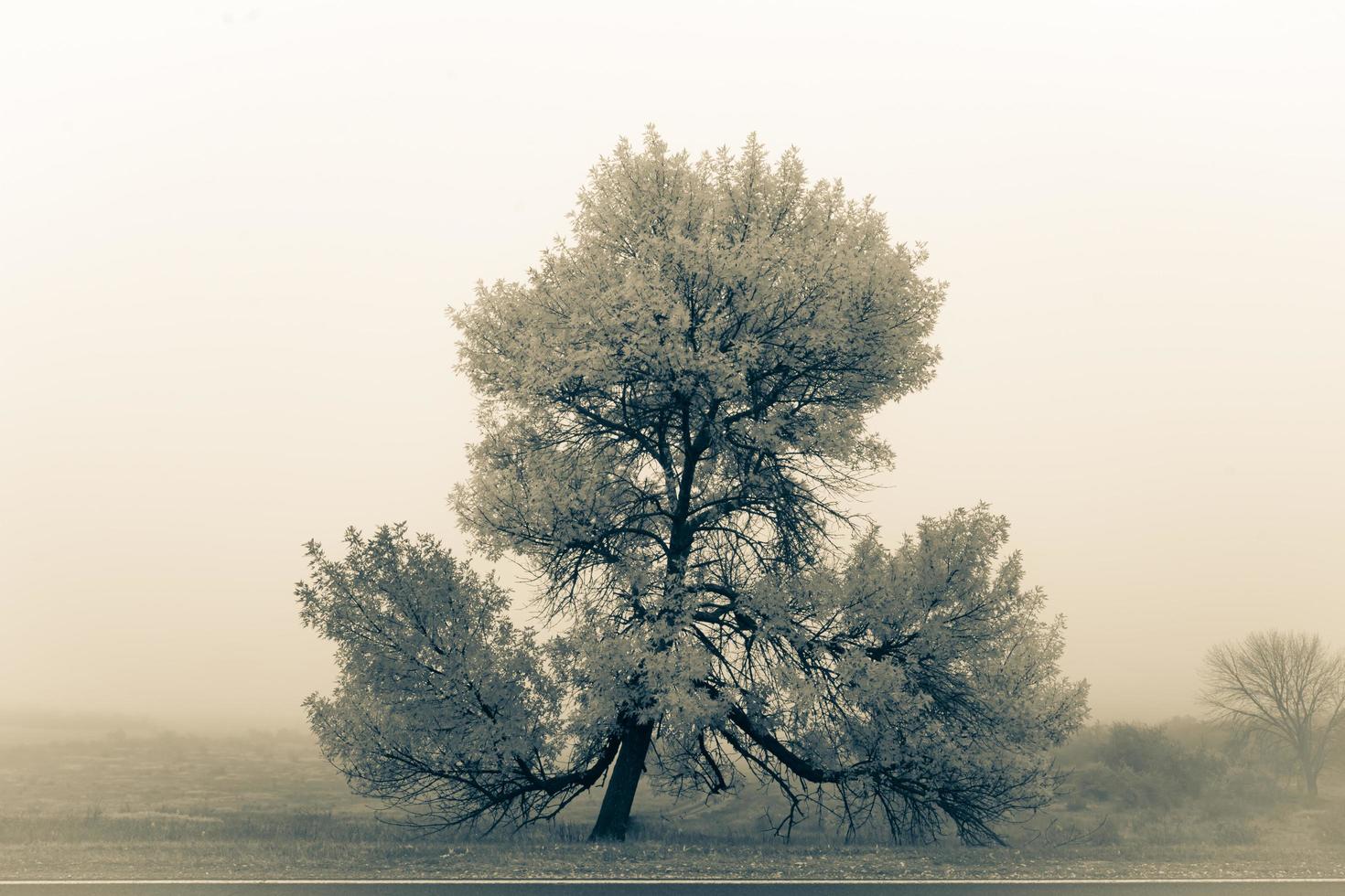 Imagen de bellas artes de un árbol en la naturaleza y condiciones de niebla foto