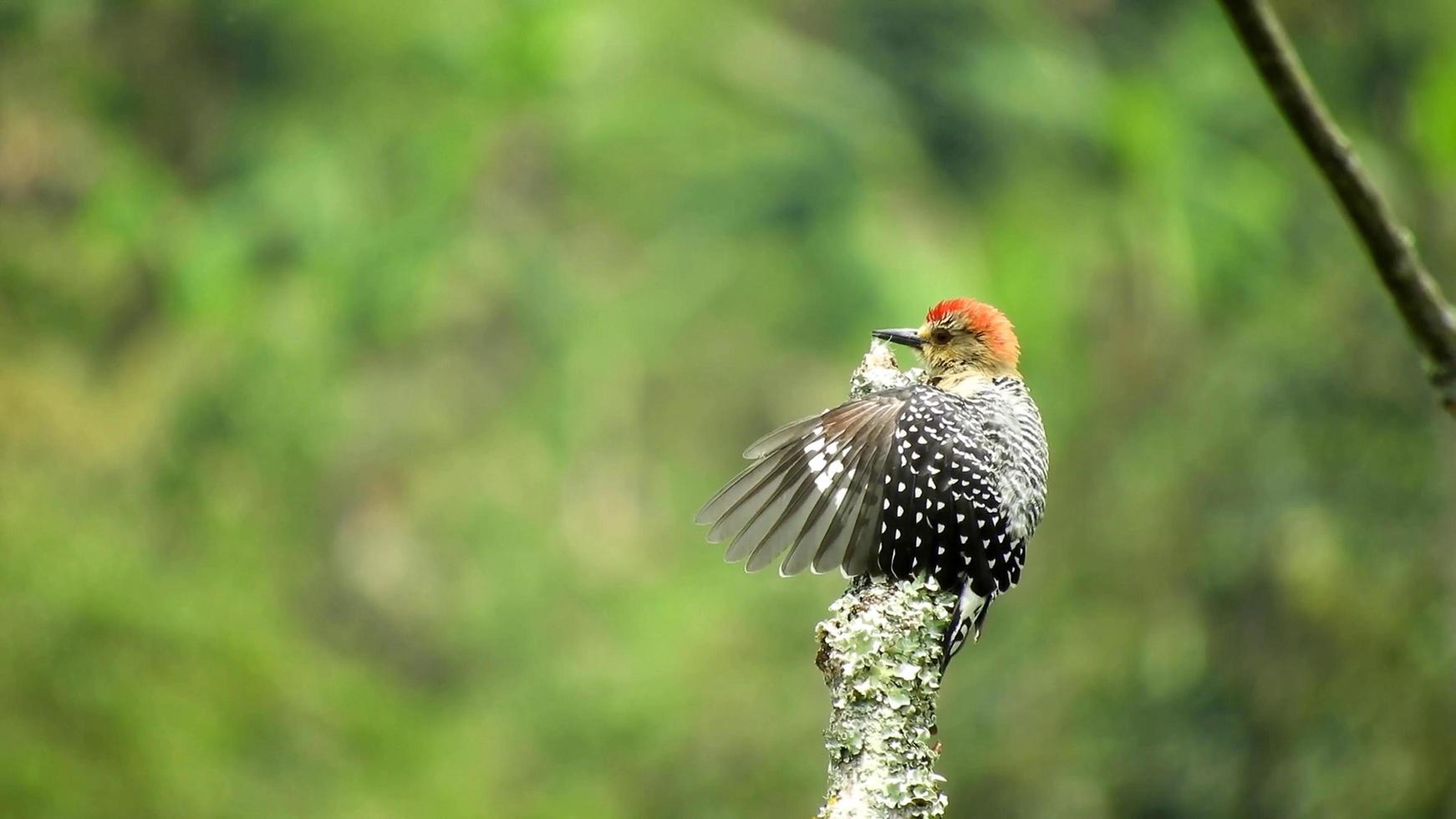 A red bellied and headed woodpecker sitting on a branch of tree spreading its wings inward photo