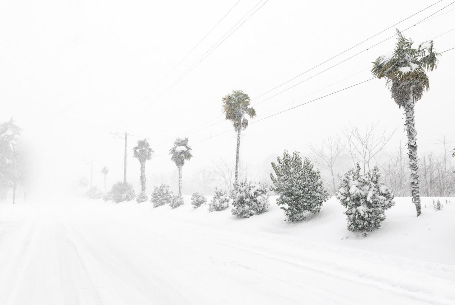 Palms under snow in Georgia photo