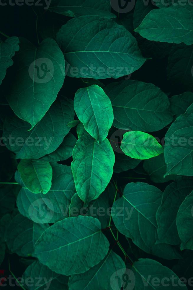 green plant leaves in spring season photo