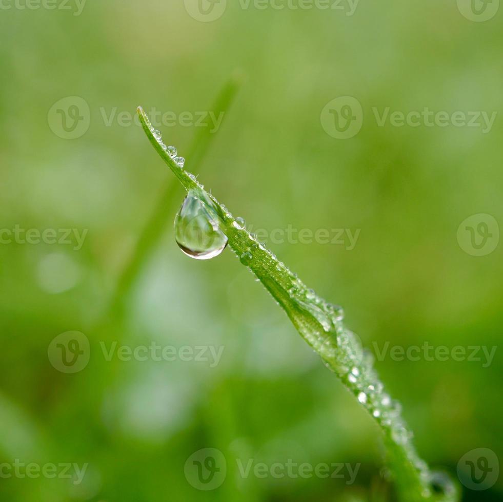 drop on the green grass in rainy days photo