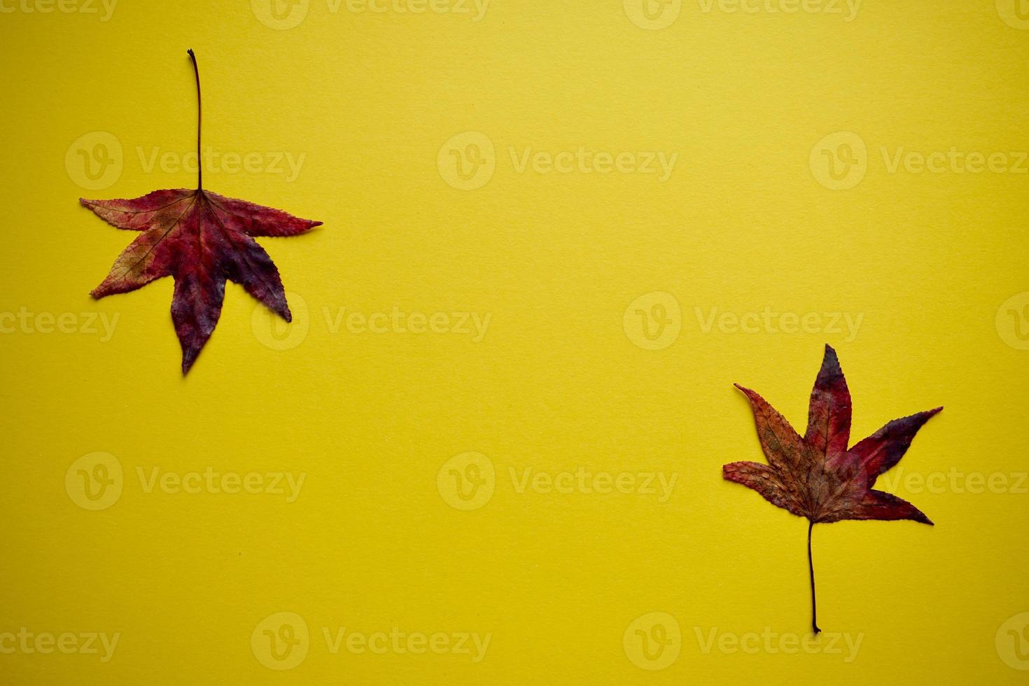 hojas de arce rojo sobre fondo amarillo foto