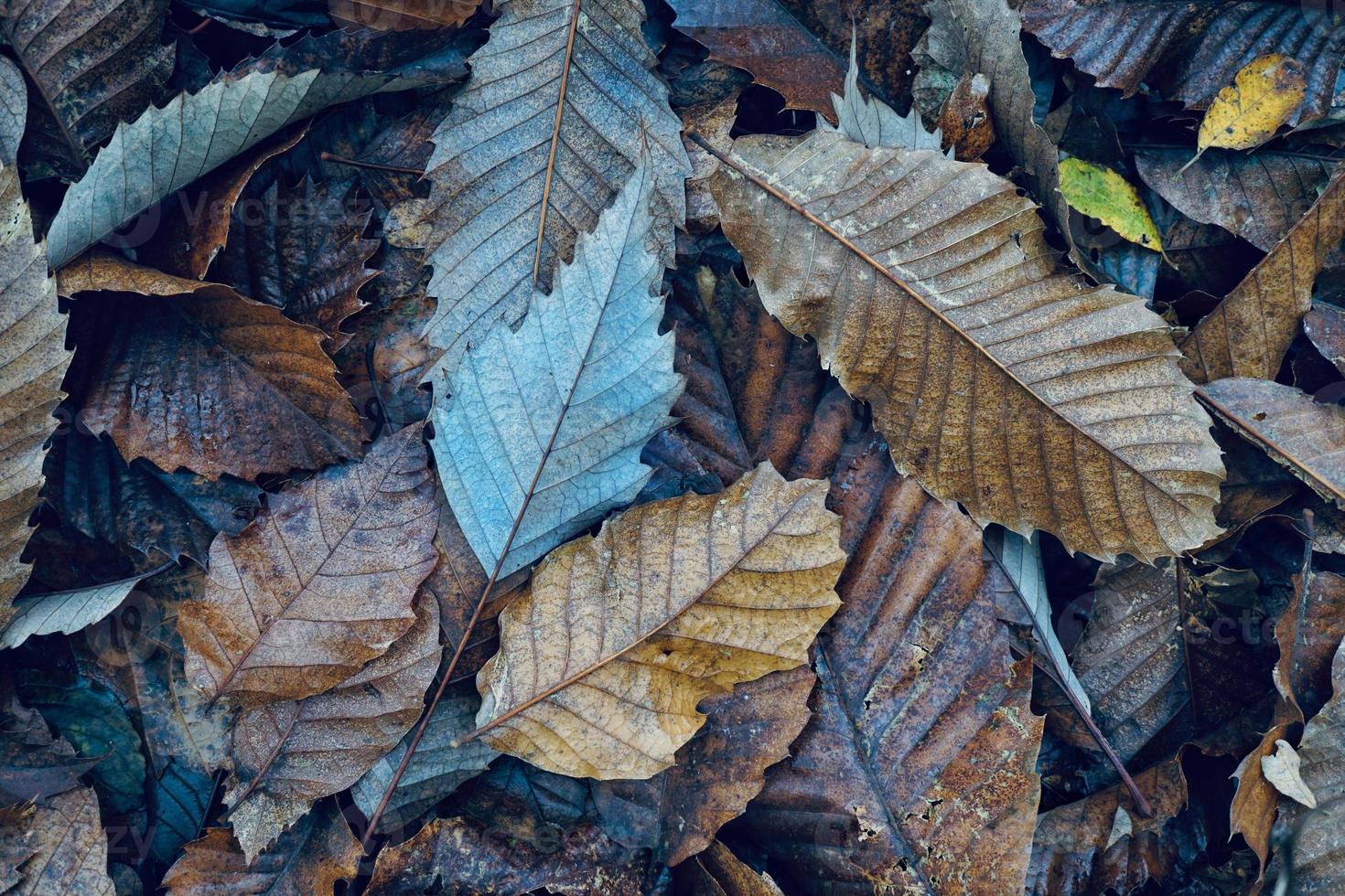 hojas secas marrones en el suelo en la temporada de otoño foto