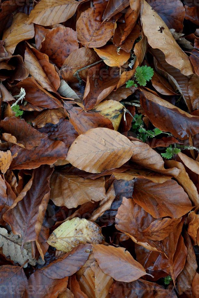 dry brown leaves on the ground in autumn season photo