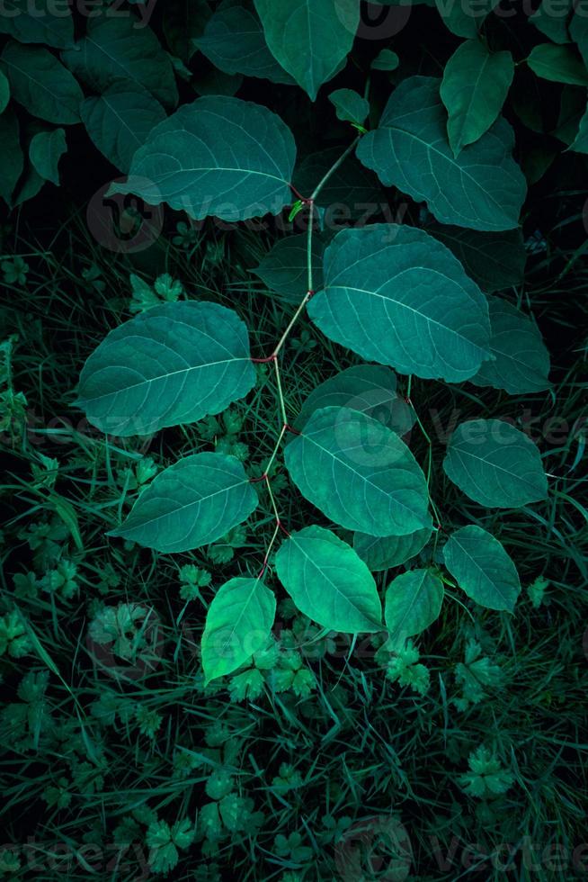 hojas de plantas verdes en primavera foto