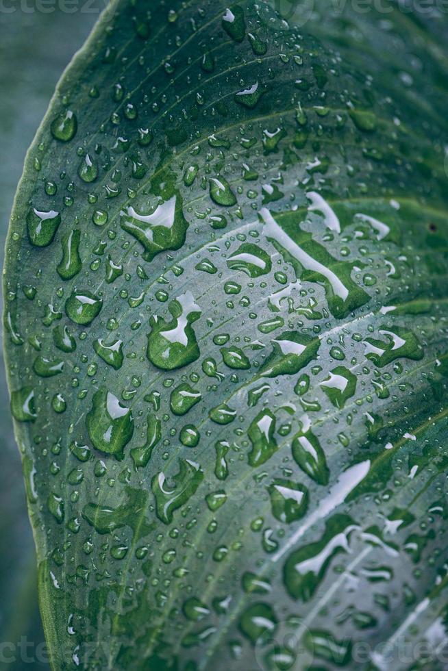 Gotas sobre las hojas de las plantas verdes en días lluviosos. foto