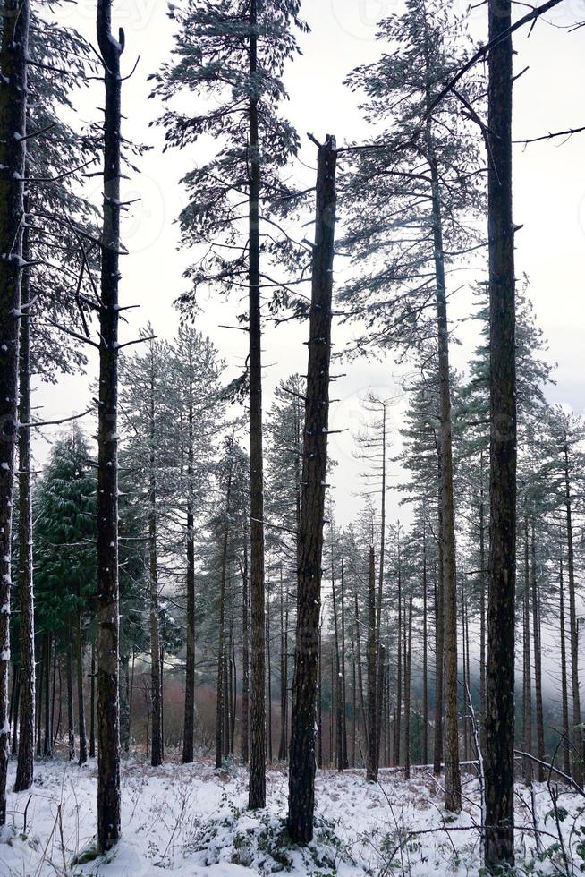 nieve en la montaña en temporada de invierno foto