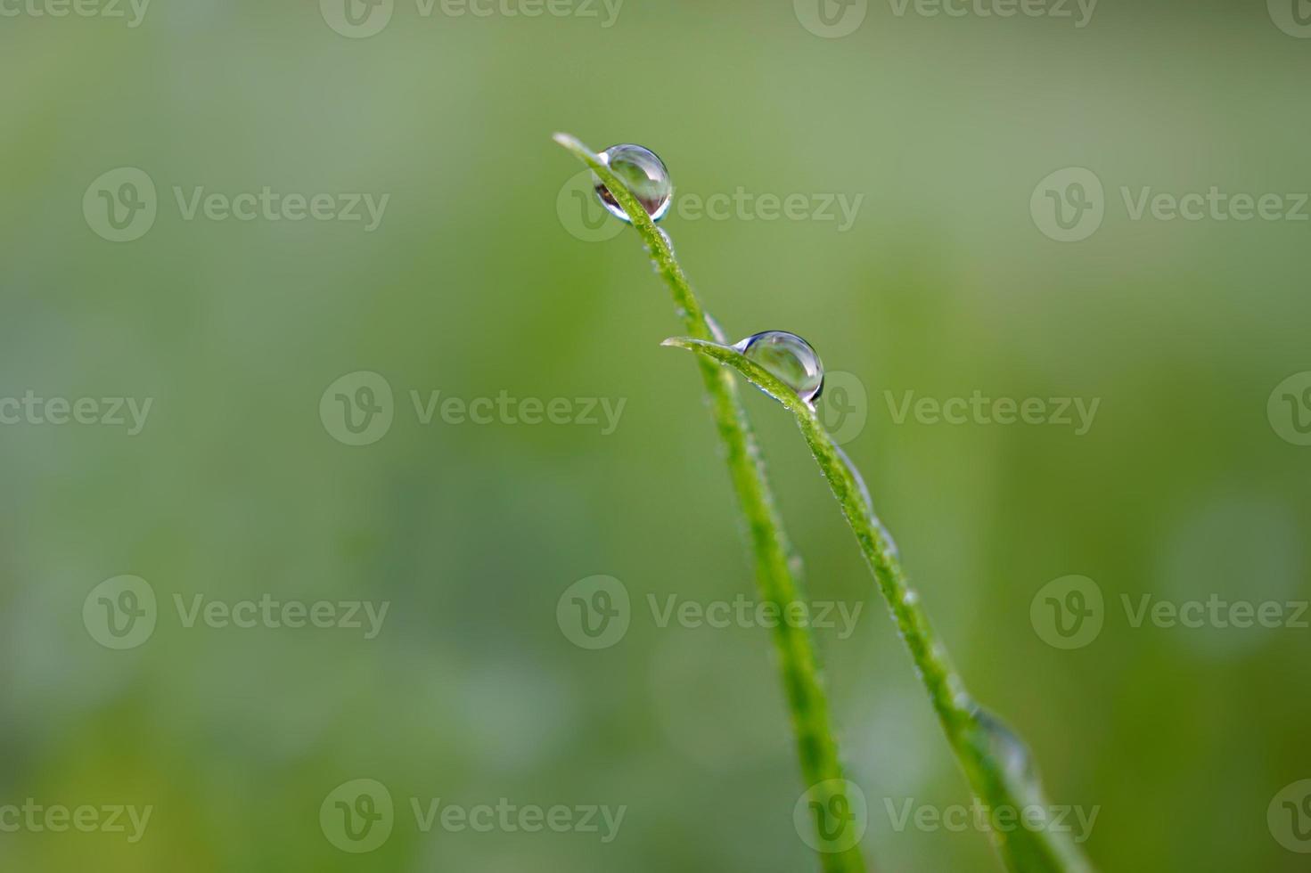 drop on the green grass in rainy days photo