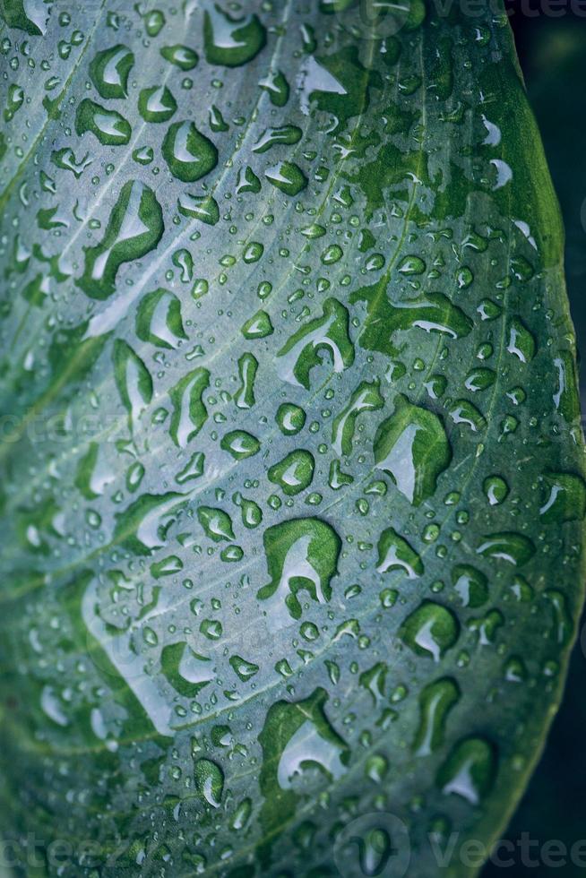 Gotas sobre las hojas de las plantas verdes en días lluviosos. foto