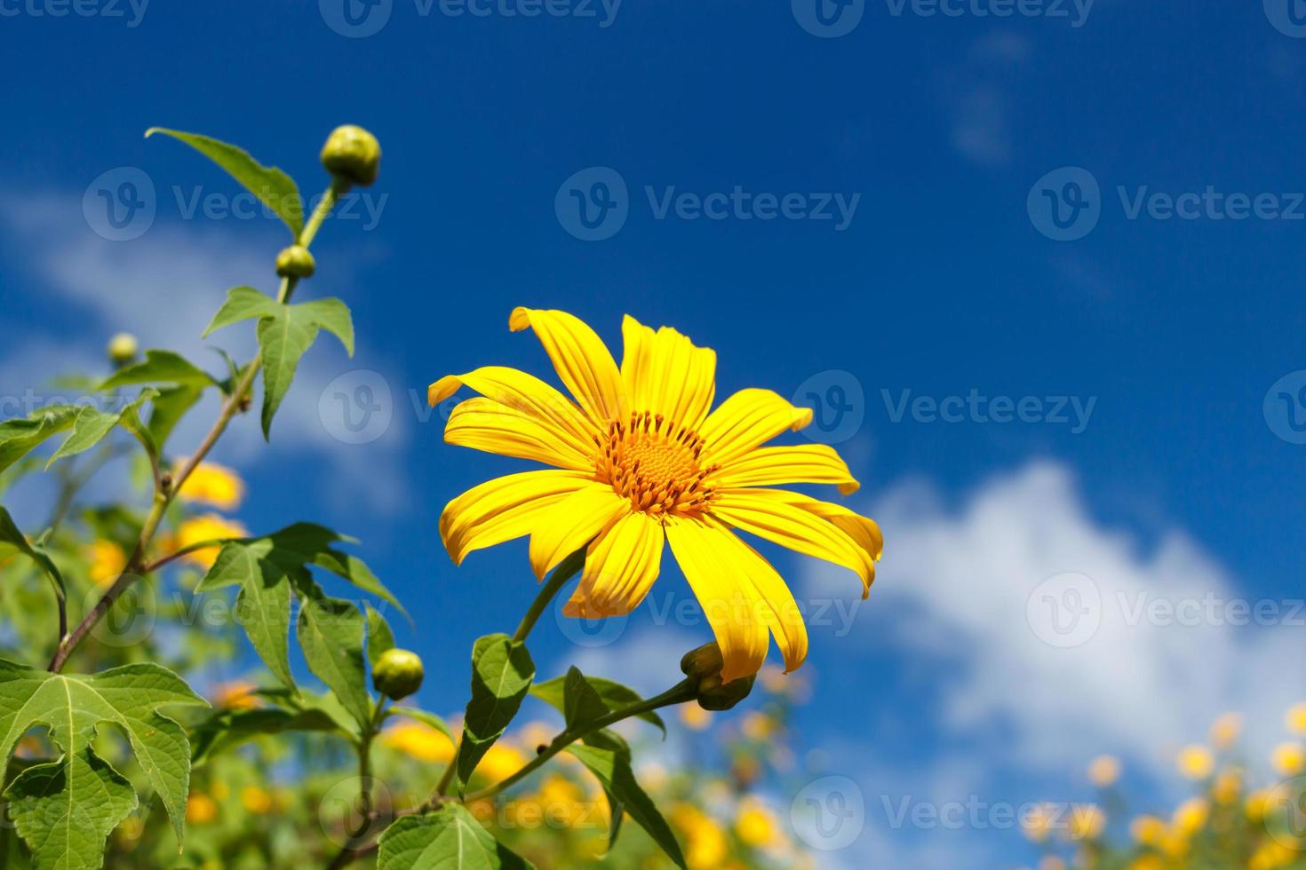 Flor de bau tong de malezas de girasol mexicano con cielo azul y área en blanco en el lado derecho en Mae Hong Son Tailandia foto