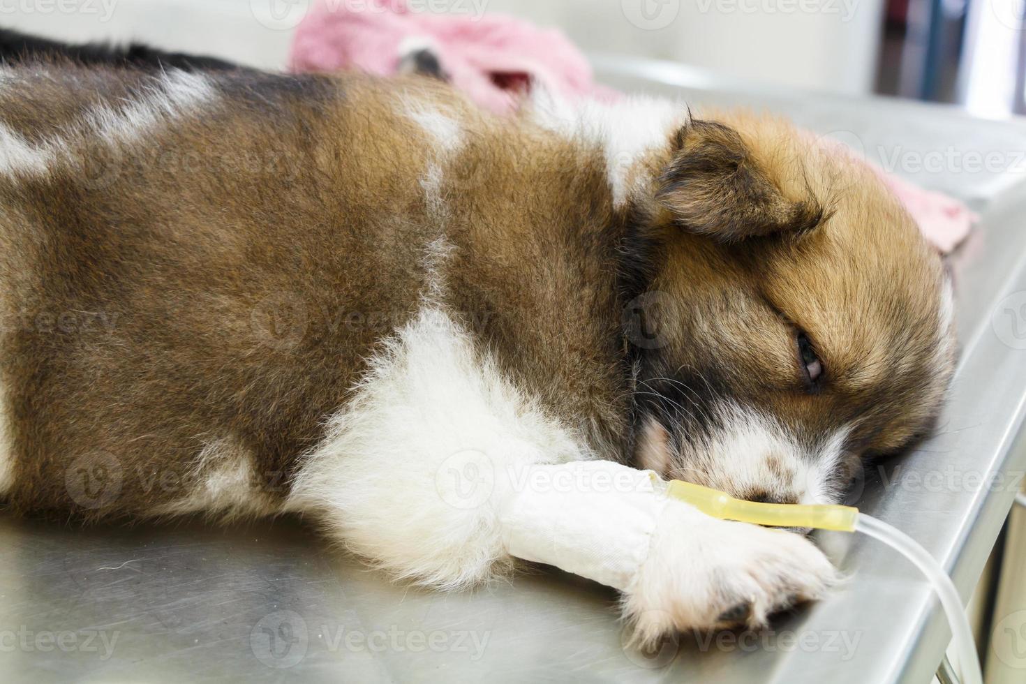 Enfermedad cachorro con goteo intravenoso en la mesa de operaciones en la clínica veterinaria foto