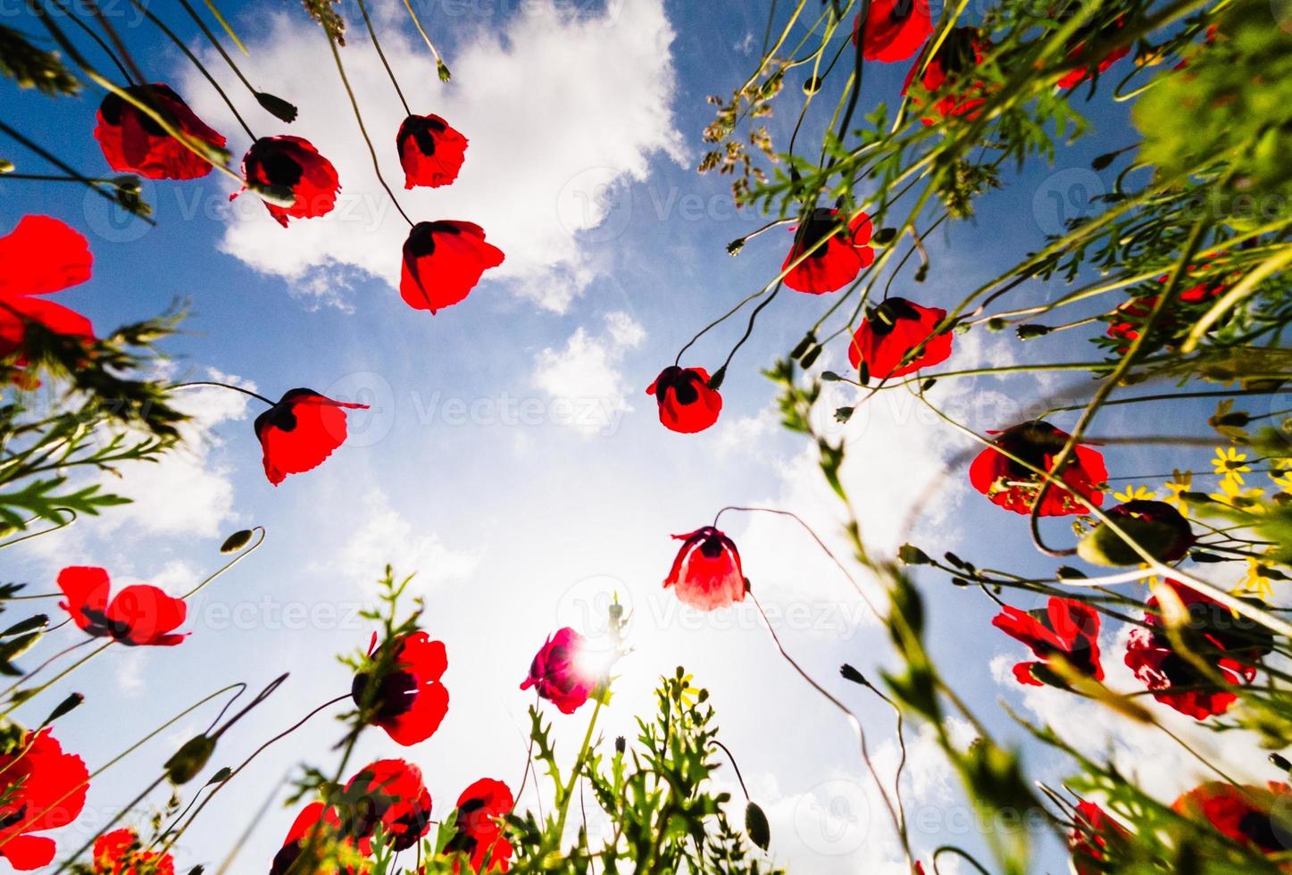 Vista inferior de ángulo bajo de hermosas flores de amapola con fondo de cielo soleado foto