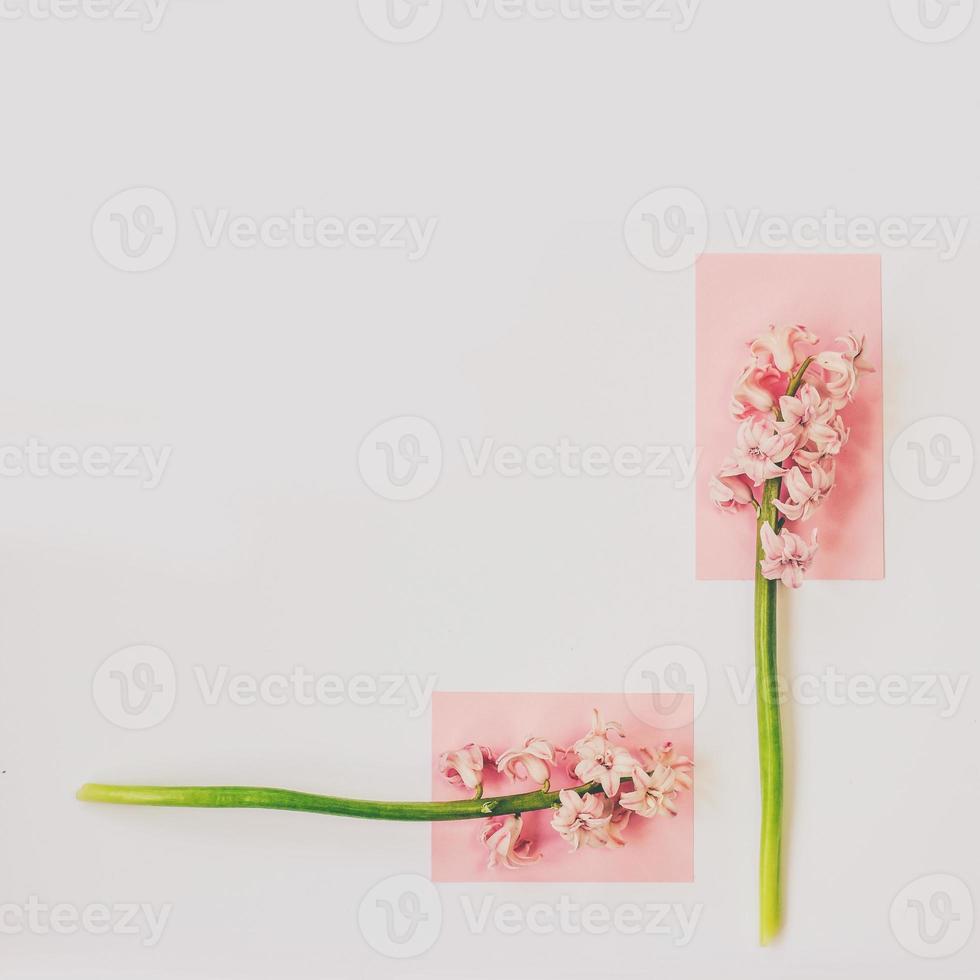 flores de jacinto rosa sobre fondo blanco flores de primavera fondo mínimo con espacio de copia foto
