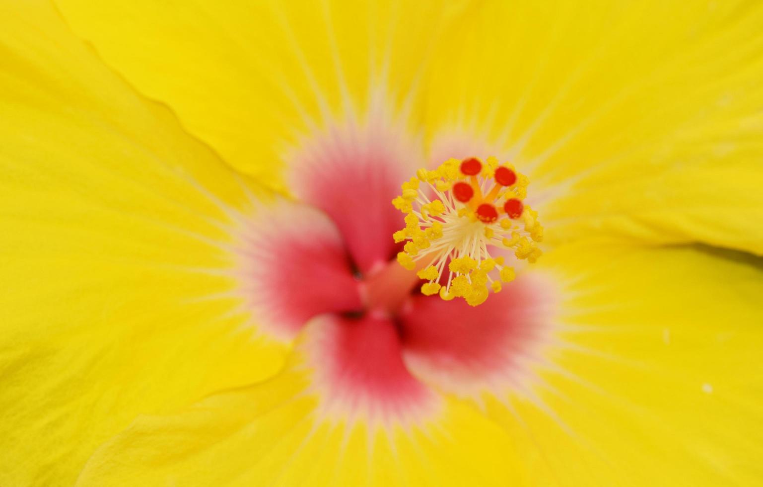 Flor amarilla y roja en fotografía macro. foto