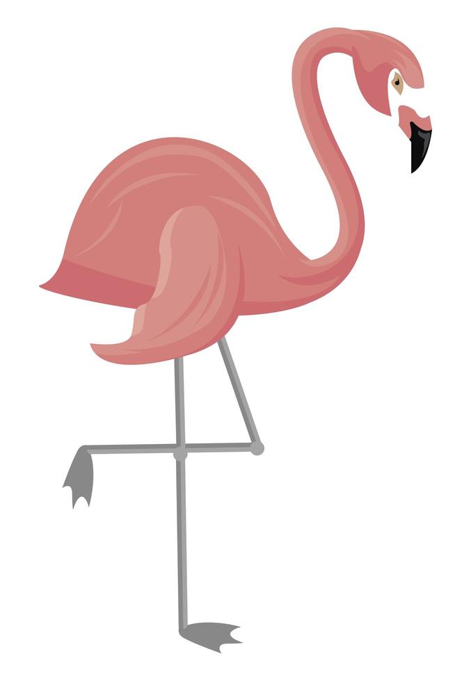 flamingo tropical bird vector