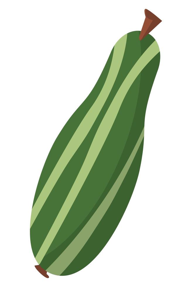 zucchini fresh vegetable vector