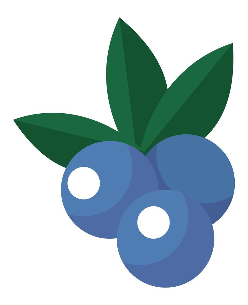 blueberry fresh fruit vector