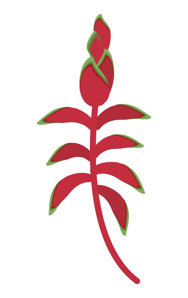 tropical heliconia flower vector