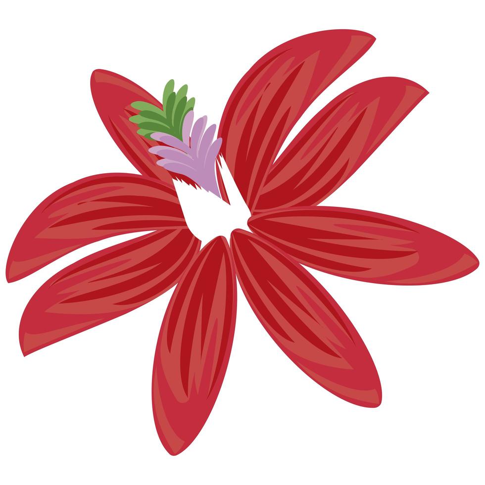 red tropical flower vector