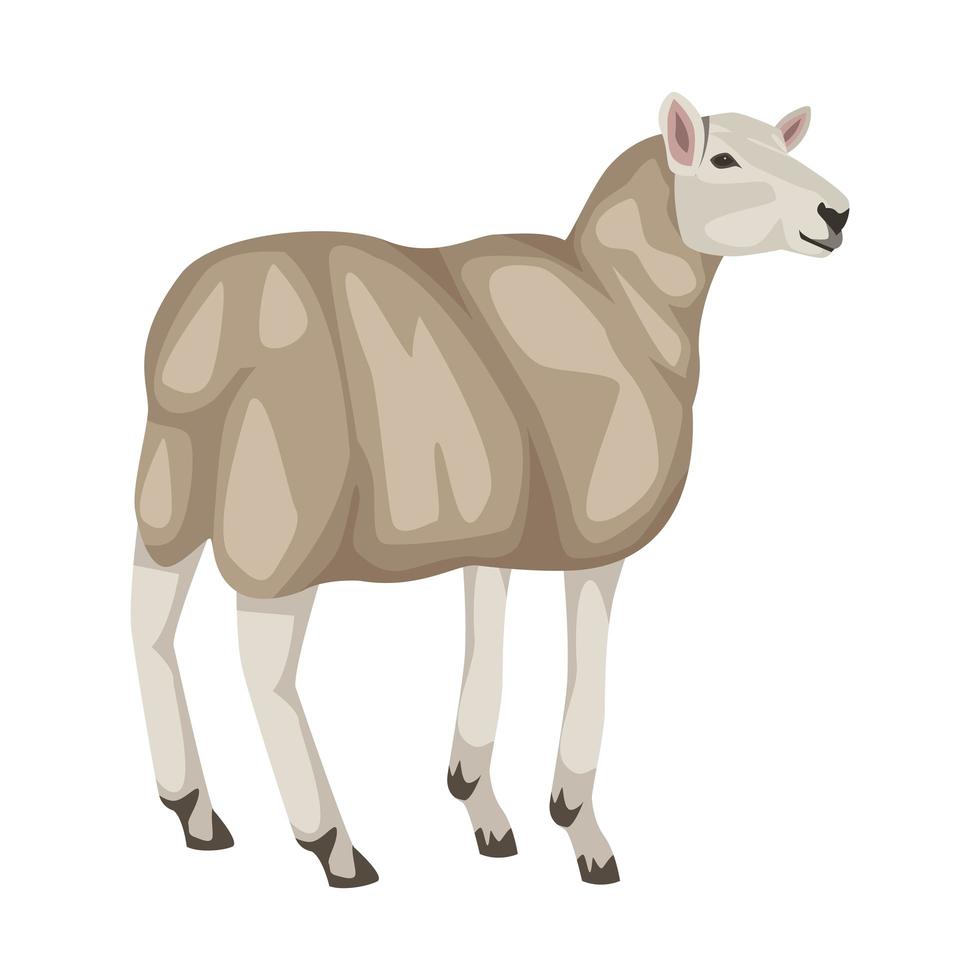 sheep farm animal vector