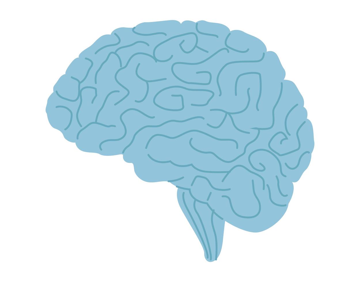 brain human organ vector