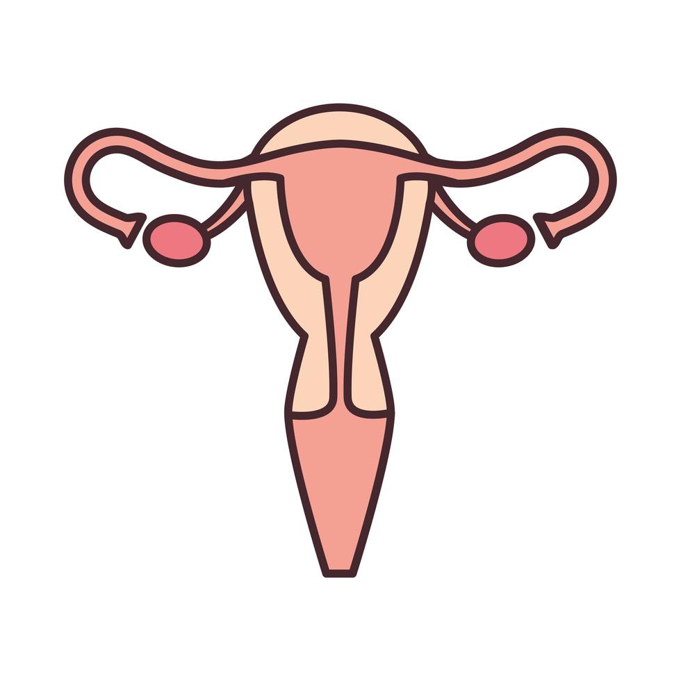 female reproductive system vector