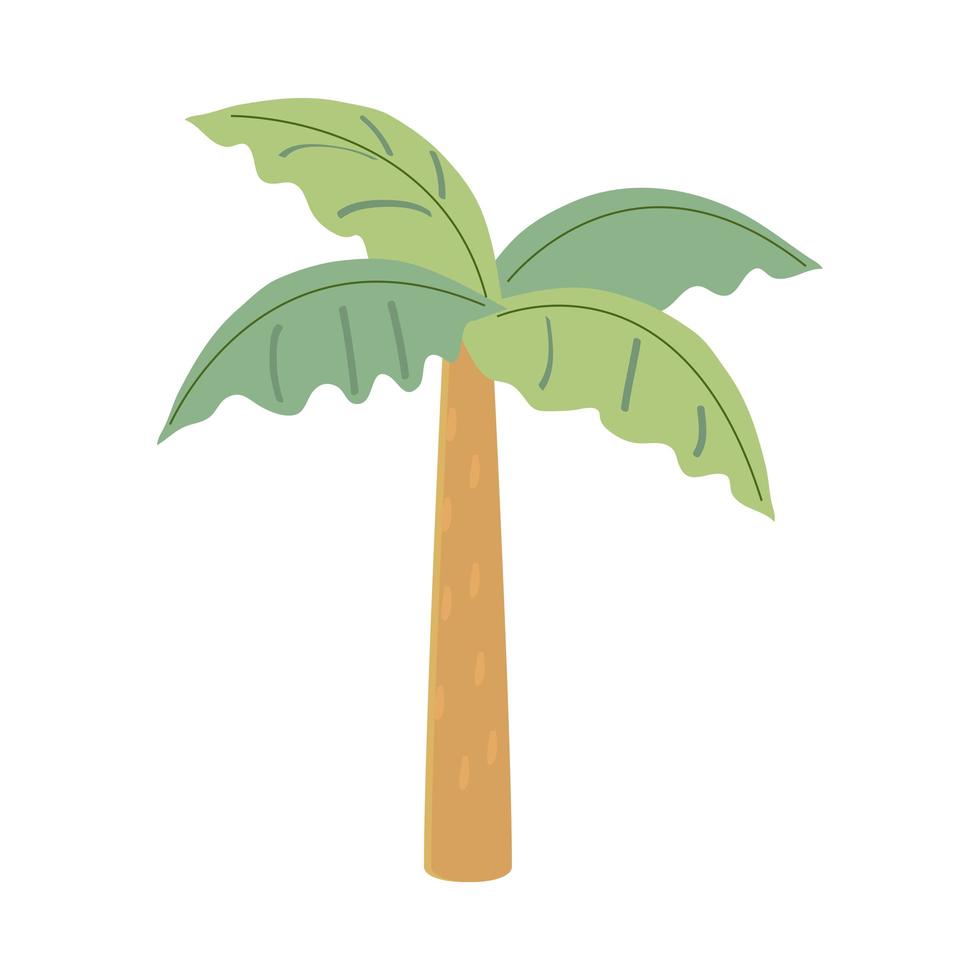 palm tree foliage vector