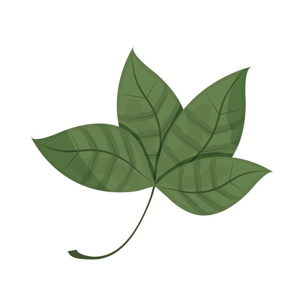 hojas de plantas naturales vector