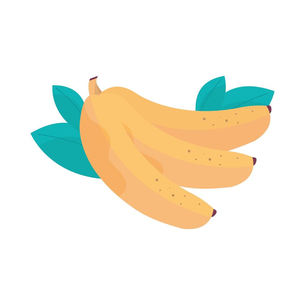 tropical banana fruit fresh healthy meal vector