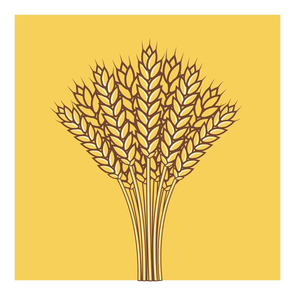 Wheat ears Barley or Rye vector icon