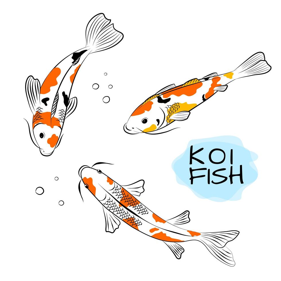 Set of koi carps fish vector