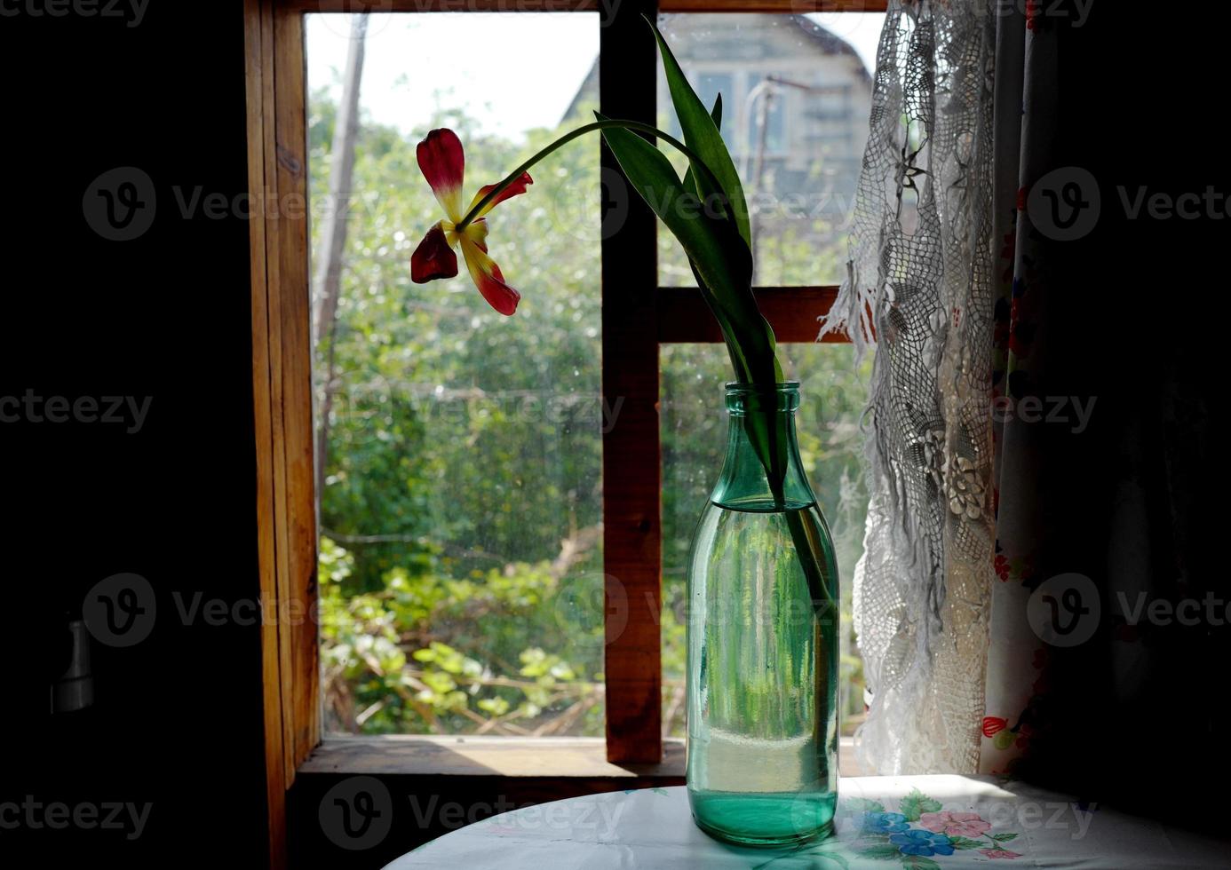 Un tulipán marchito en una botella verde sobre una mesa junto a la ventana de una casa antigua foto