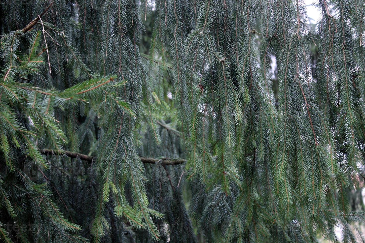 Dark green hanging spruce branches in early spring Natural background and texture photo