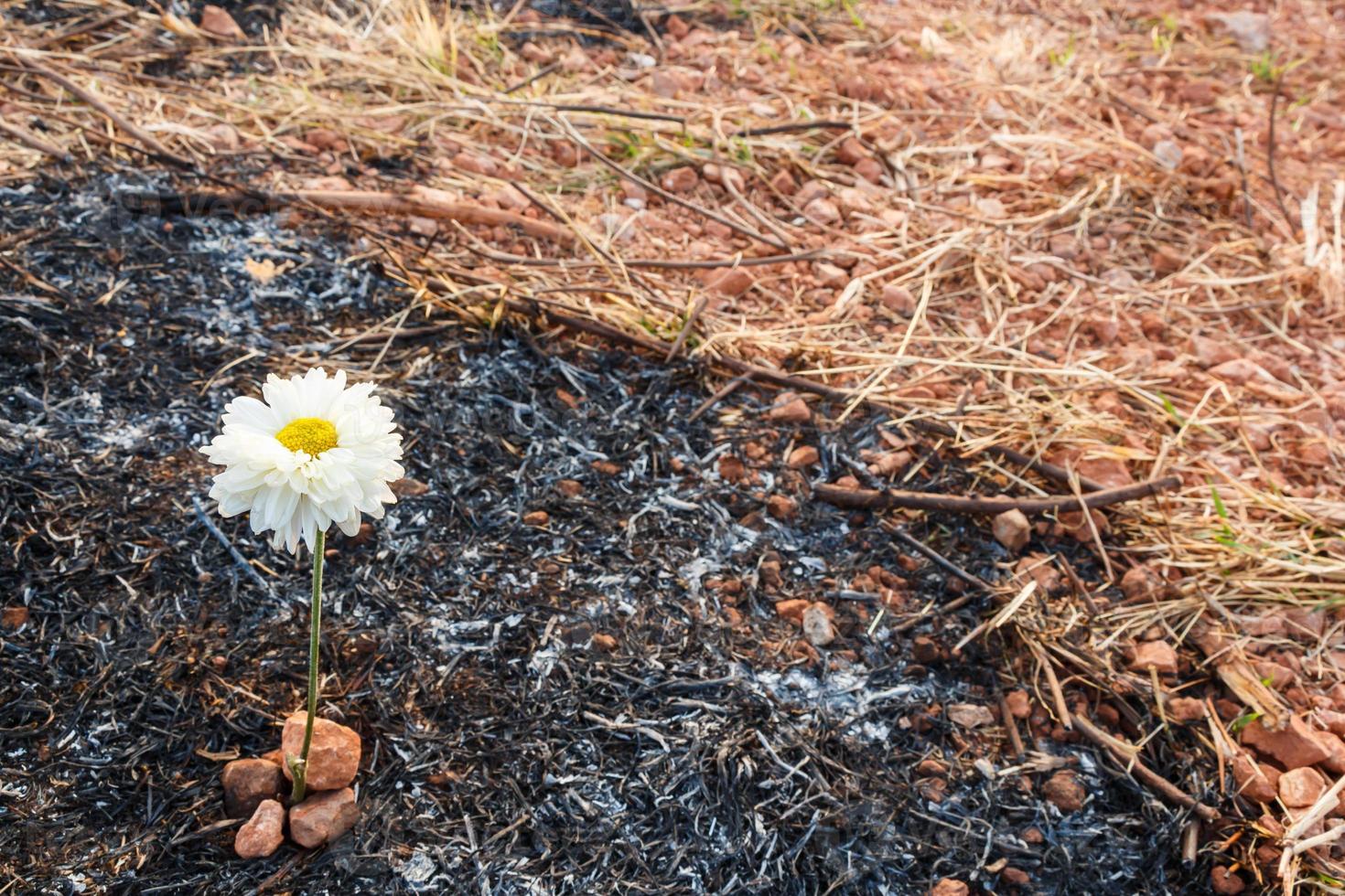 flor sobrevive en la ceniza de la hierba quemada foto