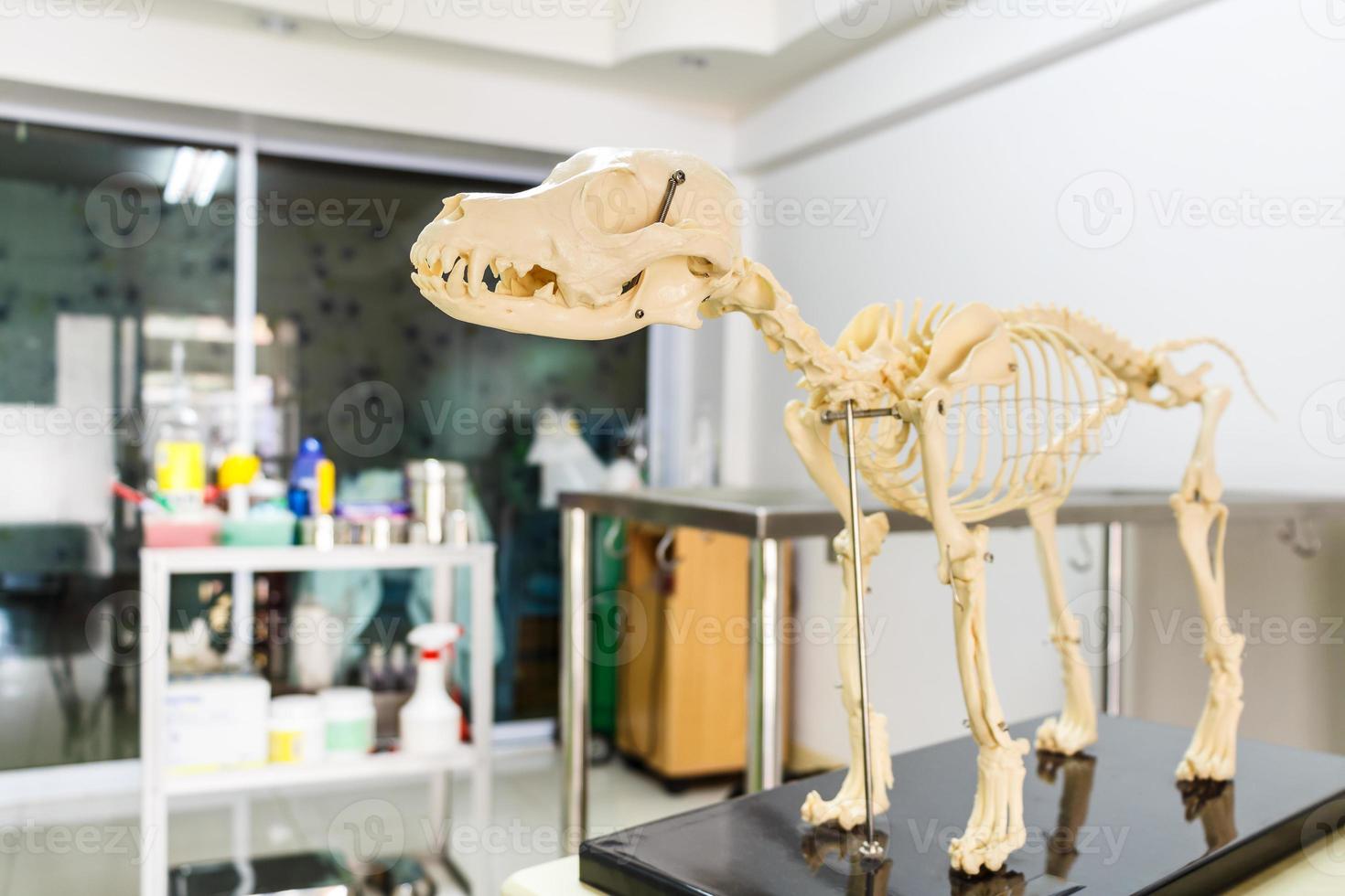 Dog skeleton model in veterinary hospital photo
