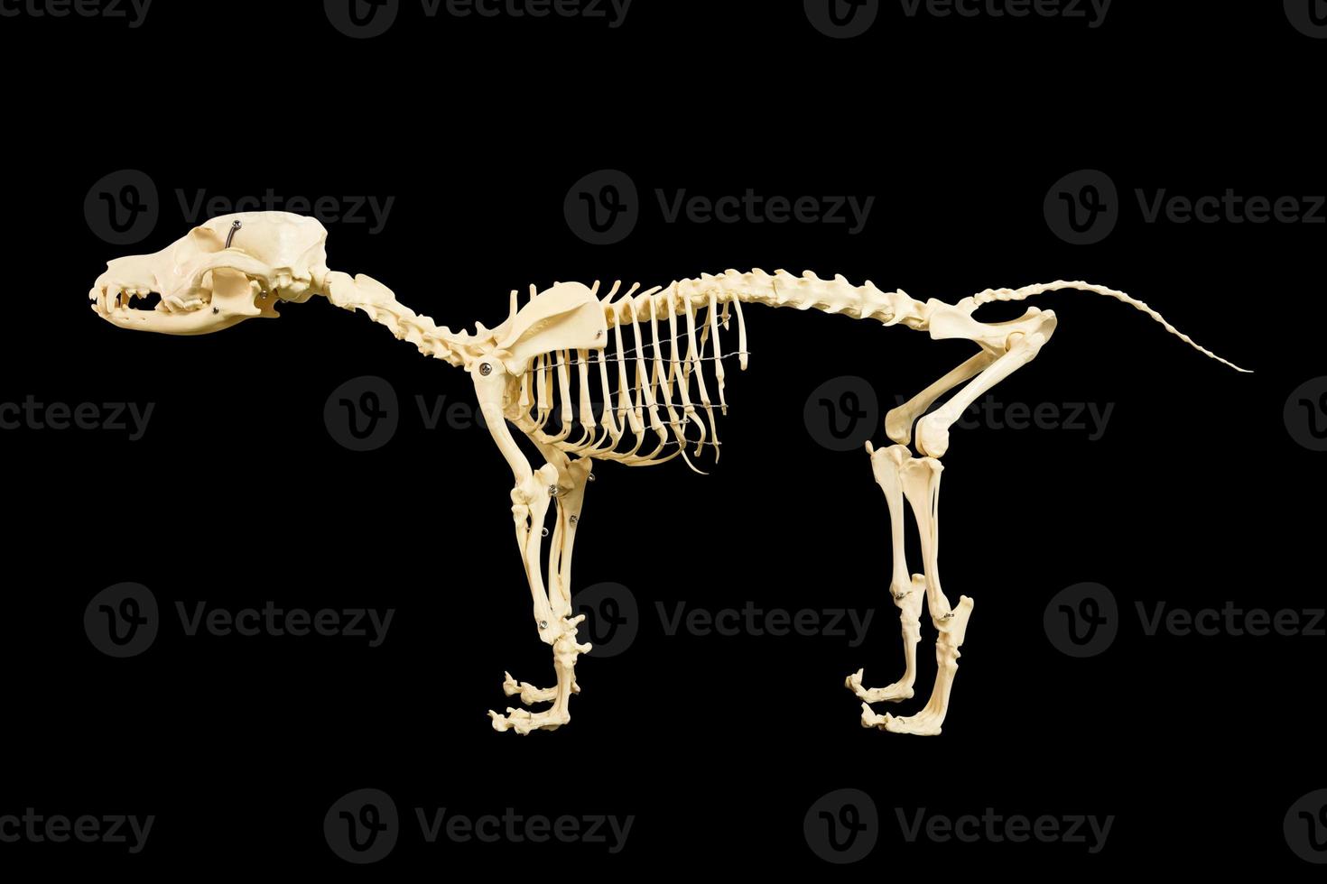 Dog skeleton model on black background photo