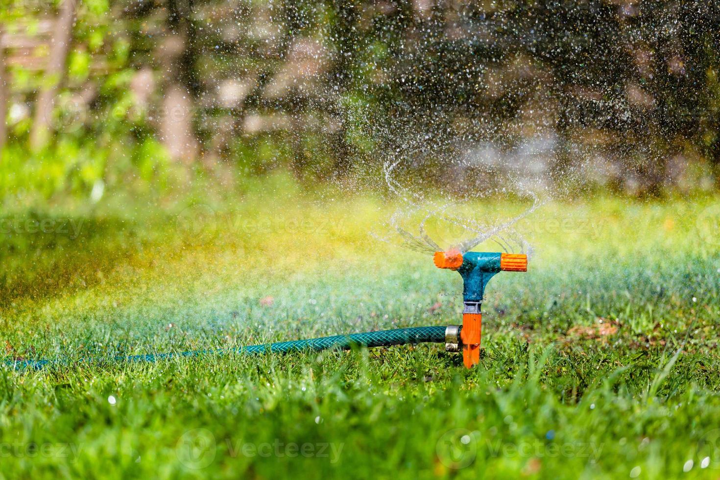 Garden sprinkler watering grass photo