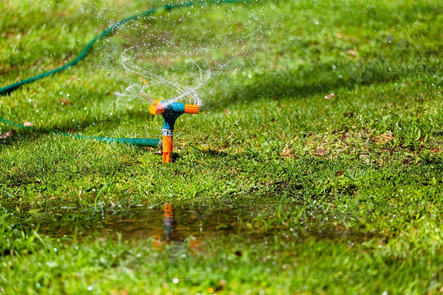 Garden sprinkler watering grass photo