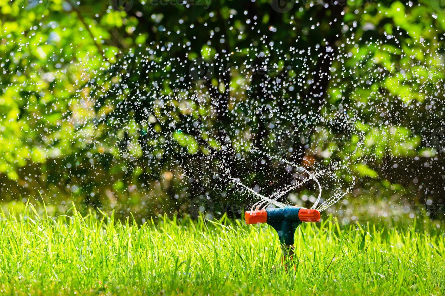 Garden sprinkler watering grass photo