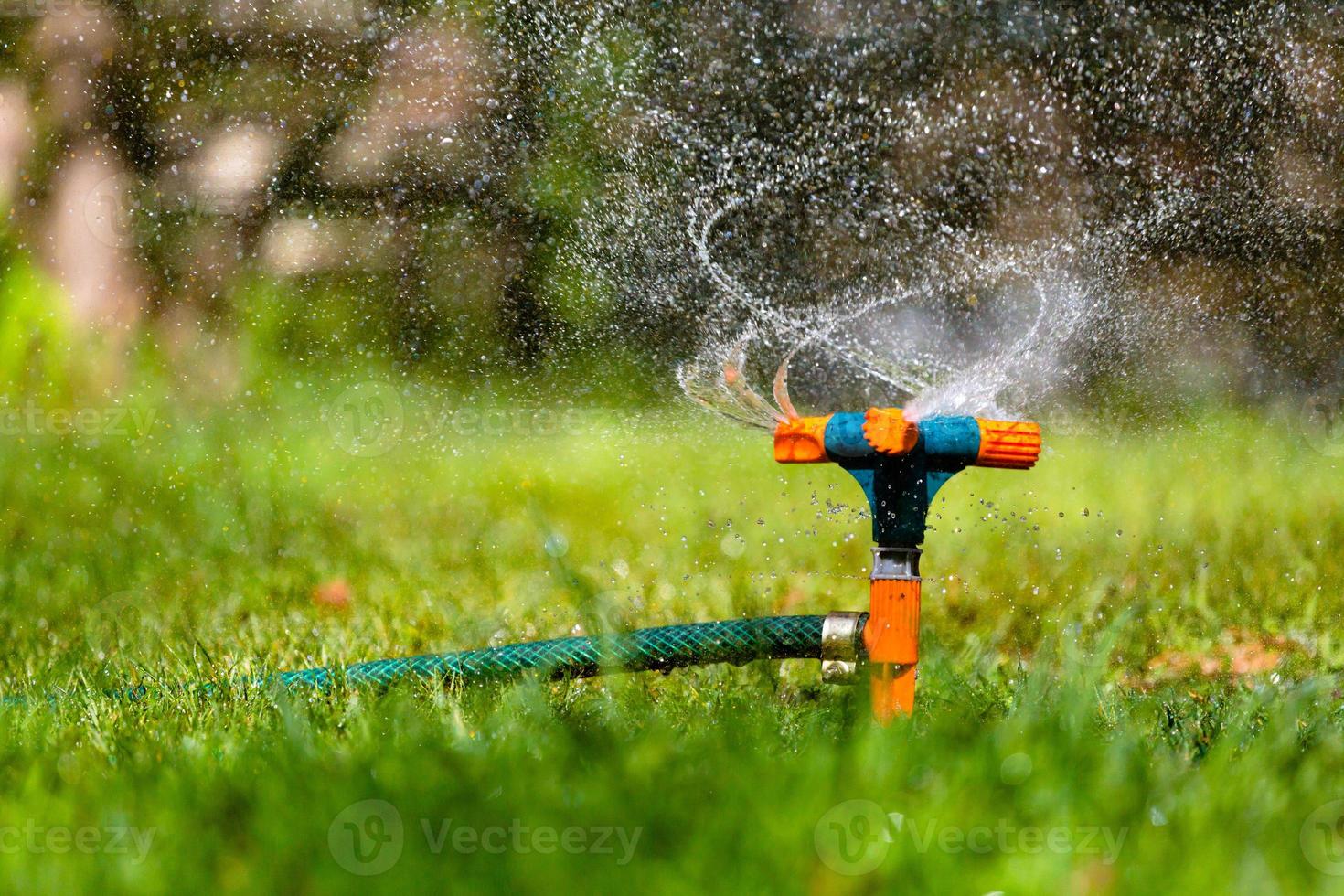 Garden sprinkler watering grass photo